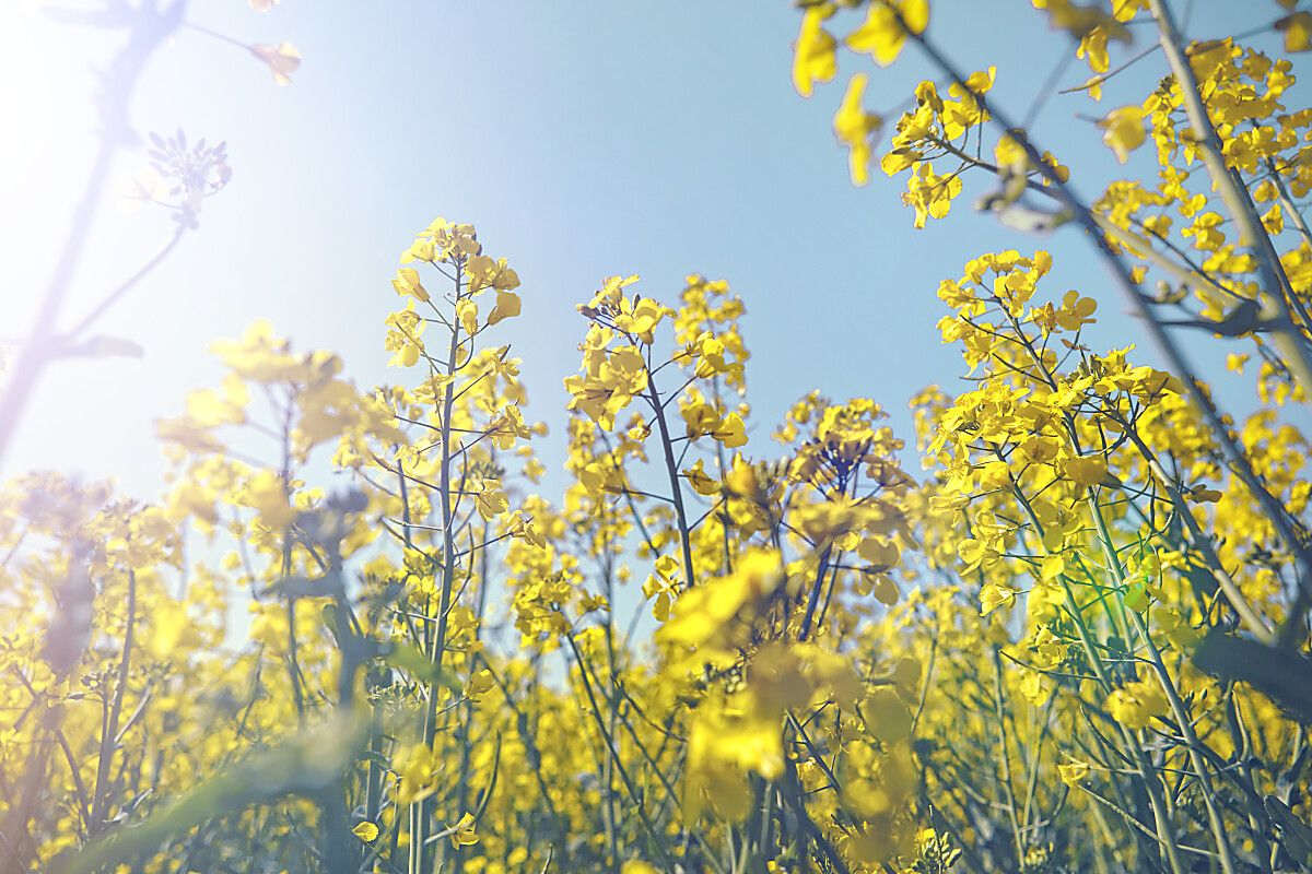 canola_banner.jpeg