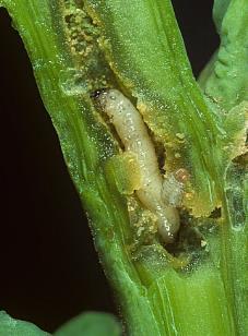 Psylliodes chrysocephala larvası kanola gövdesinde beslenirken
